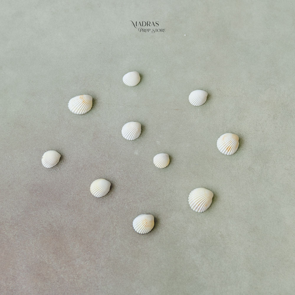 Set of 10 Natural Sea-Shells : Baby Props
