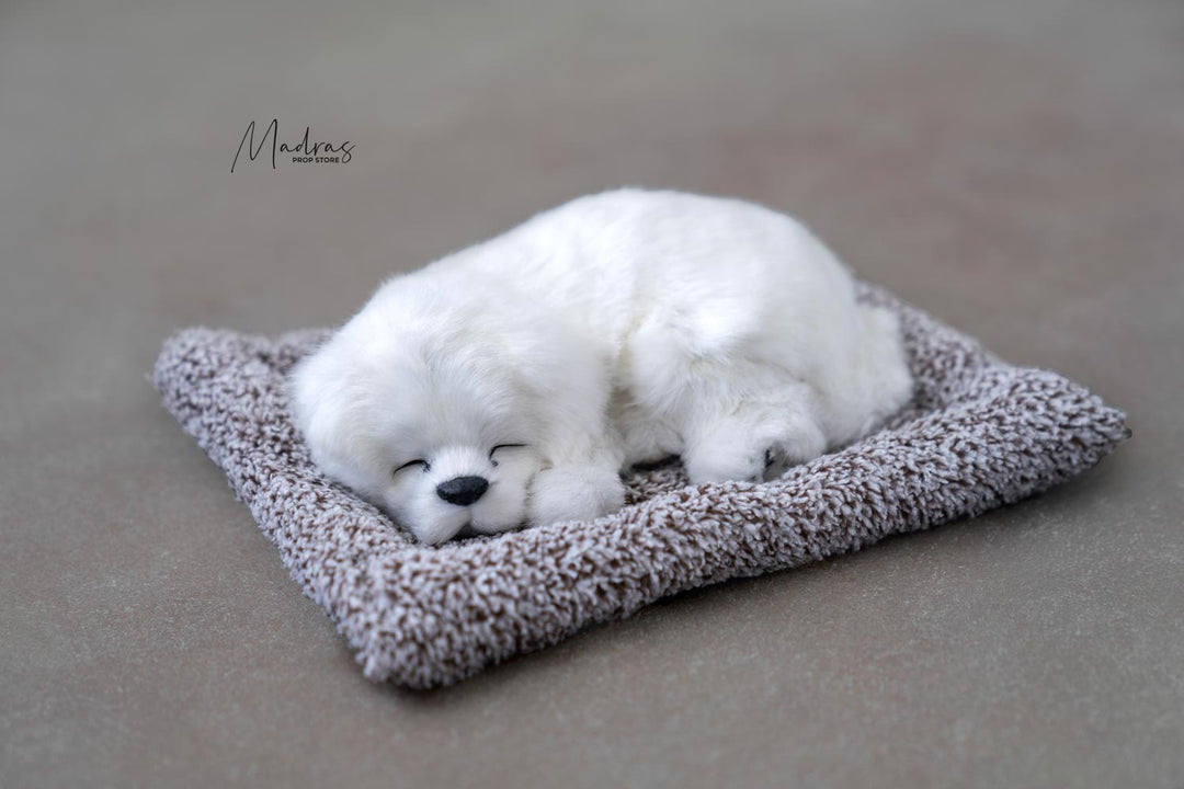 White Dog : Baby Props