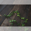 Ivy Twine