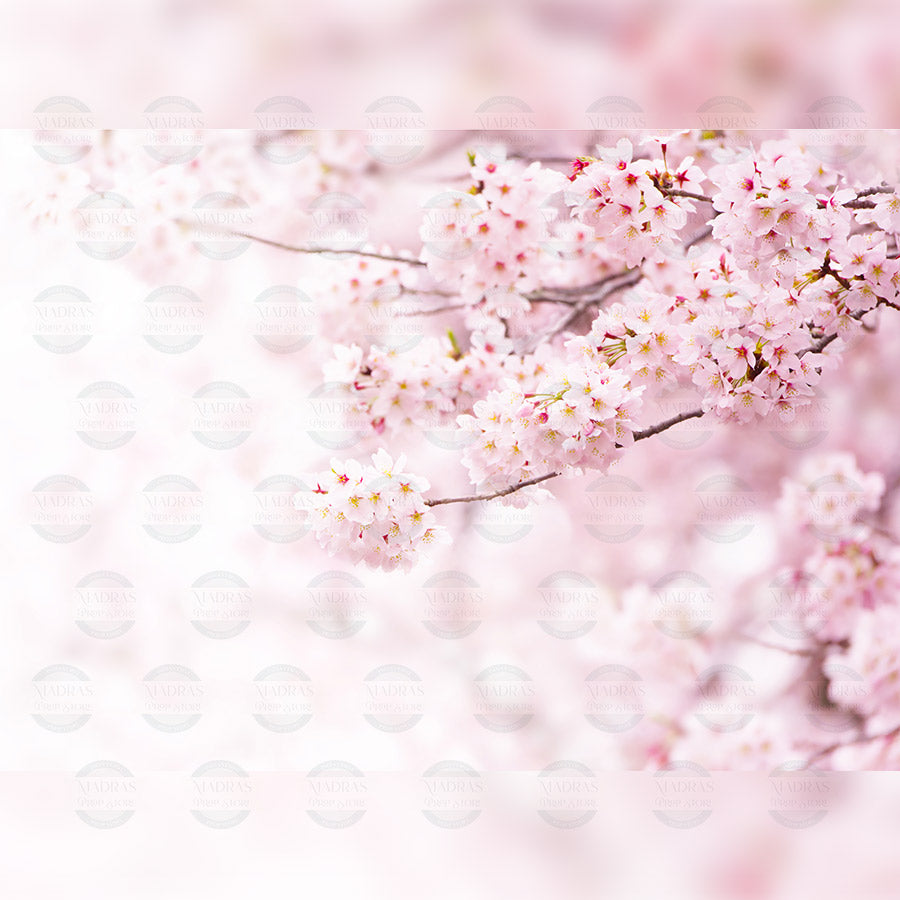 Cherry Blossom - Printed Backdrop - Fabric - 5 by 6 feet