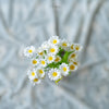 Paris Daisy