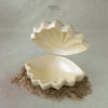 Premium Sea Shell (Shipping Extra)