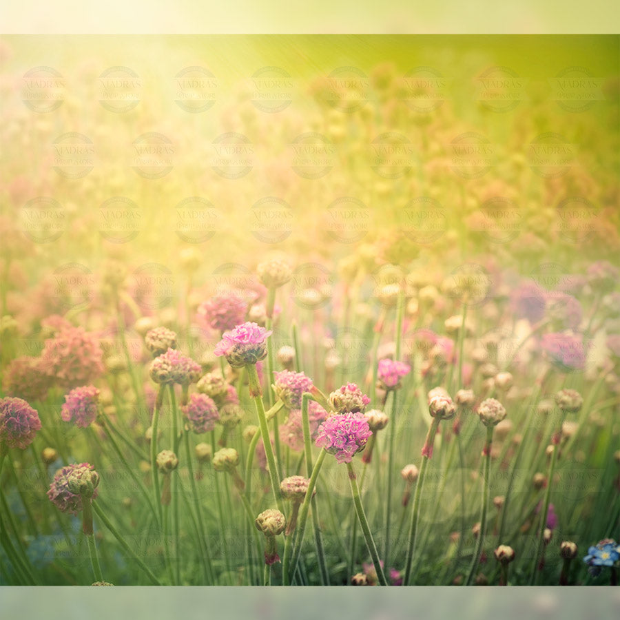 Spring Fields : Baby Backdrops