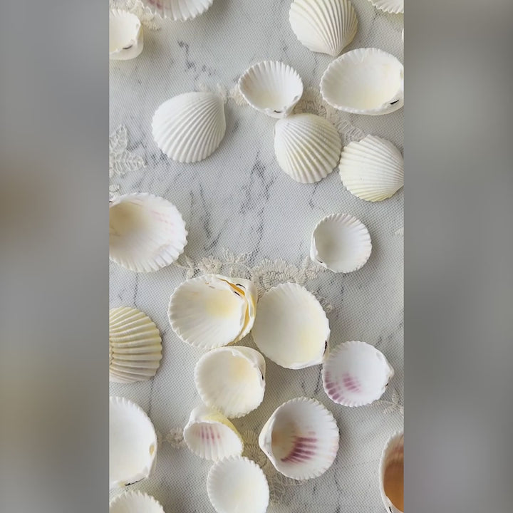 Set of 10 Natural Sea-Shells