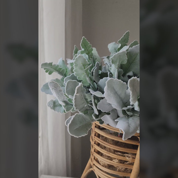 Dusty Miller : Baby Props